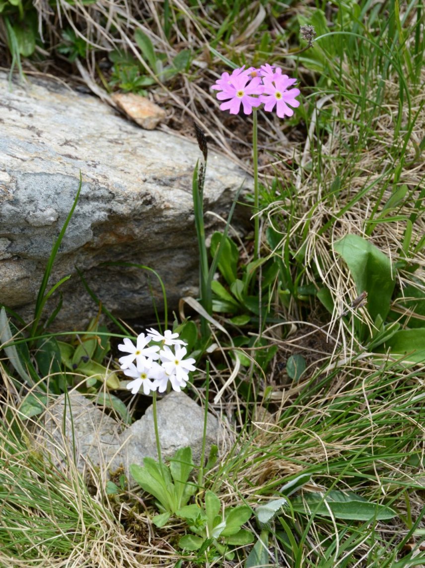 Primula farinosa bianca